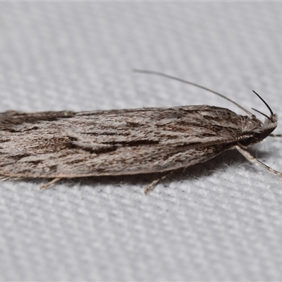 Anomozancla scopariella (A Concealer moth) at Jerrabomberra, NSW - 26 Aug 2025 by DianneClarke