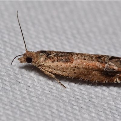 Crocidosema plebejana (Cotton Tipworm Moth) at Jerrabomberra, NSW - 26 Aug 2025 by DianneClarke