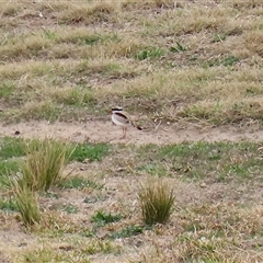 Thinornis melanops (Black-fronted Dotterel) at Gordon, ACT - 26 Aug 2025 by RodDeb
