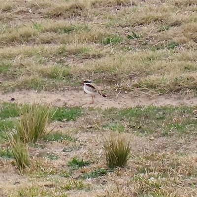Thinornis melanops (Black-fronted Dotterel) at Gordon, ACT - 26 Aug 2025 by RodDeb