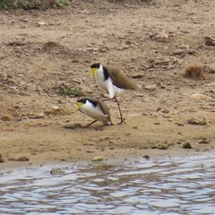 Vanellus miles (Masked Lapwing) at Gordon, ACT - 26 Aug 2025 by RodDeb