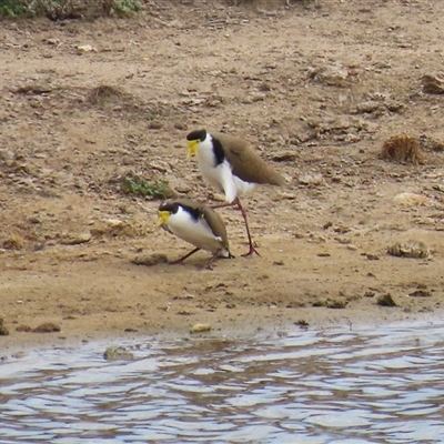 Vanellus miles (Masked Lapwing) at Gordon, ACT - 26 Aug 2025 by RodDeb