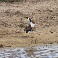 Vanellus miles at Gordon, ACT - 26 Aug 2025 01:26 PM