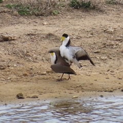 Vanellus miles at Gordon, ACT - 26 Aug 2025 01:26 PM