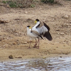 Vanellus miles at Gordon, ACT - 26 Aug 2025 01:26 PM