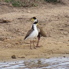 Vanellus miles at Gordon, ACT - 26 Aug 2025 01:26 PM