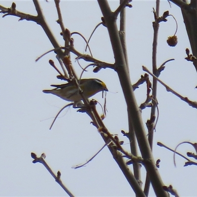 Pardalotus striatus (Striated Pardalote) at Calwell, ACT - 26 Aug 2025 by RodDeb