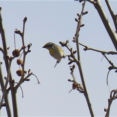Pardalotus striatus at Calwell, ACT - 26 Aug 2025 02:18 PM