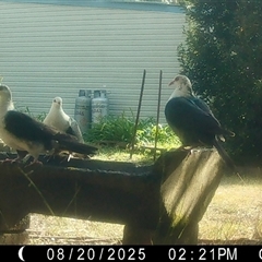 Columba leucomela (White-headed Pigeon) at Moruya, NSW - 20 Aug 2025 by LisaH