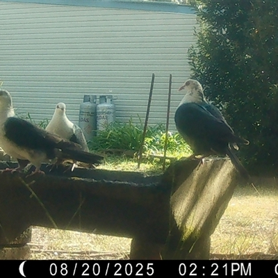 Columba leucomela (White-headed Pigeon) at Moruya, NSW - 20 Aug 2025 by LisaH