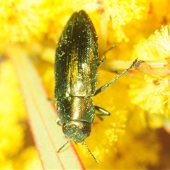 Melobasis obscurella (Obscurella jewel beetle) at Yarralumla, ACT - 26 Aug 2025 by Harrisi