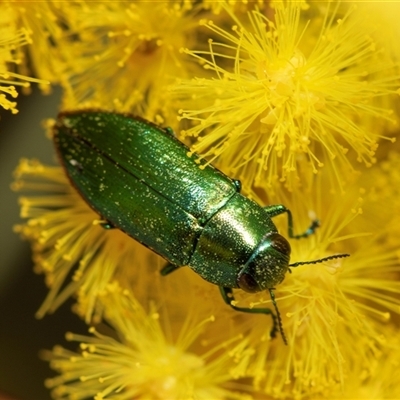 Melobasis obscurella (Obscurella jewel beetle) at Scullin, ACT - 24 Aug 2025 by AlisonMilton