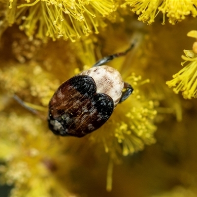 Bruchinae (subfamily) (Seed beetle, bean weevil) at Holt, ACT - 25 Aug 2025 by AlisonMilton