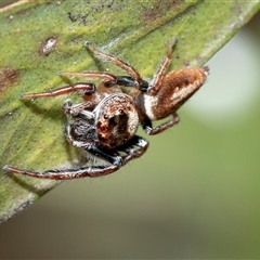 Opisthoncus sp. (genus) (Opisthoncus jumping spider) at Higgins, ACT - 25 Aug 2025 by AlisonMilton