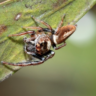 Opisthoncus sp. (genus) (Opisthoncus jumping spider) at Higgins, ACT - 25 Aug 2025 by AlisonMilton