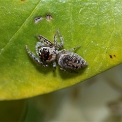 Opisthoncus sp. (genus) (Opisthoncus jumping spider) at Higgins, ACT - 25 Aug 2025 by AlisonMilton
