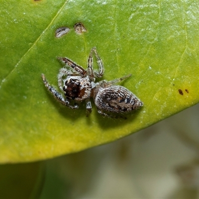 Opisthoncus sp. (genus) (Opisthoncus jumping spider) at Higgins, ACT - 25 Aug 2025 by AlisonMilton