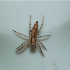 Helpis sp. (genus) (Unidentified Bronze Jumping Spider) at Higgins, ACT - 25 Aug 2025 by AlisonMilton