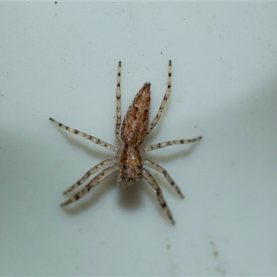 Helpis sp. (genus) (Unidentified Bronze Jumping Spider) at Higgins, ACT - 25 Aug 2025 by AlisonMilton