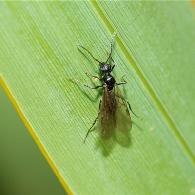 Formicidae (family) (Unidentified ant) at Higgins, ACT - 25 Aug 2025 by AlisonMilton