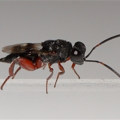 Chalcididae (family) (Unidentified chalcid wasp) at Lawson, ACT - 24 Aug 2025 by TimL