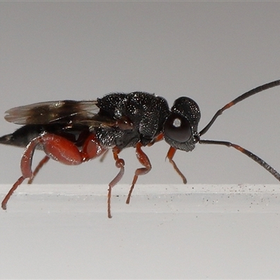 Chalcididae (family) (Unidentified chalcid wasp) at Lawson, ACT - 24 Aug 2025 by TimL