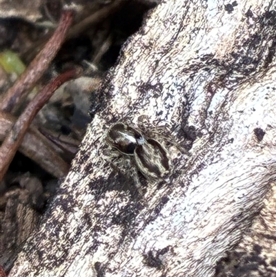 Maratus pavonis (Dunn's peacock spider) at Cook, ACT - 26 Aug 2025 by CathB