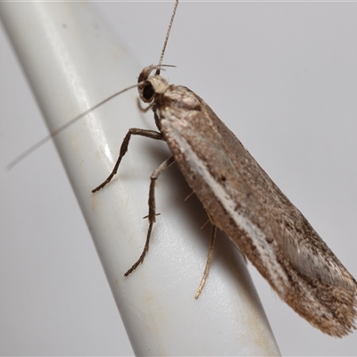 Philobota dichotoma (A Concealer moth (Philobota group) at Jerrabomberra, NSW - 26 Aug 2025 by DianneClarke