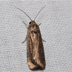 Athetis tenuis (Plain Tenuis Moth) by DianneClarke