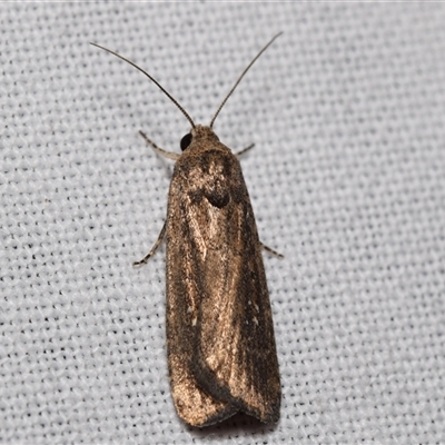 Athetis tenuis (Plain Tenuis Moth) at  - suppressed by DianneClarke