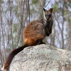 Petrogale penicillata (Brush-tailed Rock Wallaby) at Kambah, ACT - 26 Aug 2025 by TimL