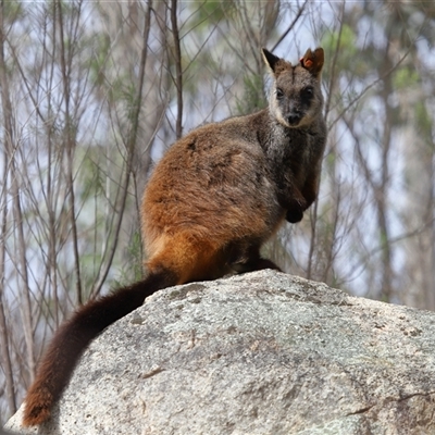 Petrogale penicillata (Brush-tailed Rock Wallaby) at Kambah, ACT - 26 Aug 2025 by TimL