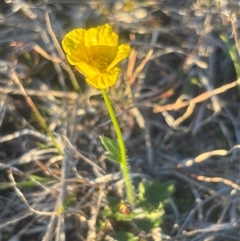 Ranunculus lappaceus (Australian Buttercup) at Burra Creek, NSW - 24 Aug 2025 by SuePolsen