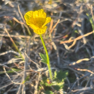 Ranunculus lappaceus (Australian Buttercup) at Burra Creek, NSW - 24 Aug 2025 by SuePolsen