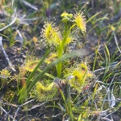 Drosera (genus) (A Sundew) at Burra Creek, NSW - 24 Aug 2025 by SuePolsen