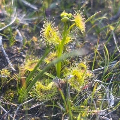 Drosera (genus) (A Sundew) at Burra Creek, NSW - 24 Aug 2025 by SuePolsen
