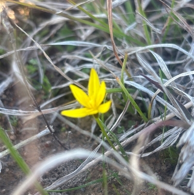 Hypoxis hygrometrica (Golden Weather-grass) at Burra Creek, NSW - 24 Aug 2025 by SuePolsen