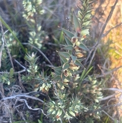 Melichrus urceolatus (Urn Heath) at Burra Creek, NSW - 24 Aug 2025 by SuePolsen