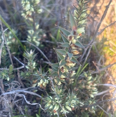 Melichrus urceolatus (Urn Heath) at Burra Creek, NSW - 24 Aug 2025 by SuePolsen