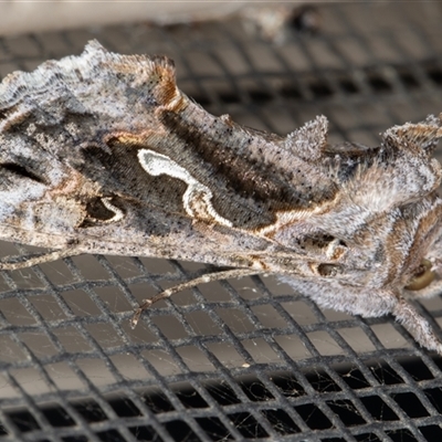 Chrysodeixis argentifera (Tobacco Looper) at Symonston, ACT - 27 Aug 2025 by rawshorty