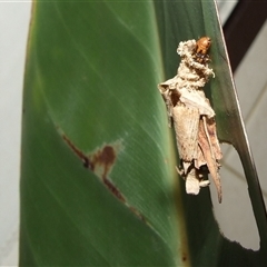 Metura elongatus (Saunders' Case Moth) at Coburg, VIC - 25 Jun 2008 by WendyEM