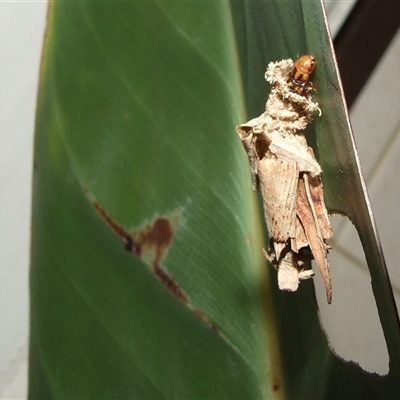 Metura elongatus (Saunders' Case Moth) at Coburg, VIC - 25 Jun 2008 by WendyEM