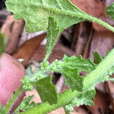 Dysphania pumilio (Small Crumbweed) at  - suppressed by lbradley