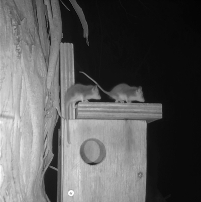 Cercartetus concinnus (Western pygmy-possum) at  - suppressed by TripleB