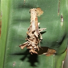 Metura elongatus (Saunders' Case Moth) at Coburg, VIC - 25 Jun 2008 by WendyEM