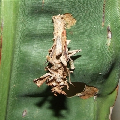 Metura elongatus (Saunders' Case Moth) at Coburg, VIC - 25 Jun 2008 by WendyEM