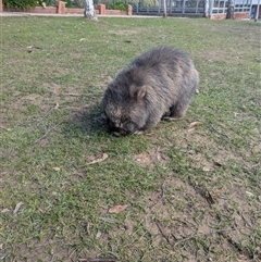 Vombatus ursinus (Bare-nosed Wombat, Common wombat) at Macedon, VIC - 27 Aug 2025 by AliceMillerSchool
