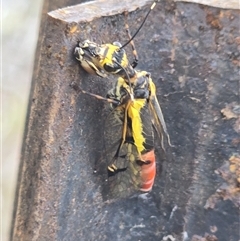 Calomantispa venusta (Calico mantidfly) at Larnook, NSW - 27 Aug 2025 by nightcapranger