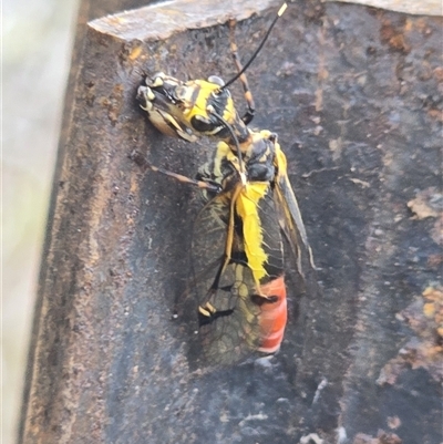Calomantispa venusta (Calico mantidfly) at Larnook, NSW - 27 Aug 2025 by nightcapranger