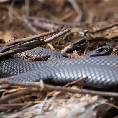 Pseudechis porphyriacus (Red-bellied Black Snake) at Kambah, ACT - 26 Aug 2025 by TimL